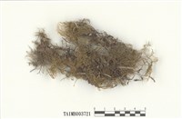 藏品(羽苔屬)的圖片